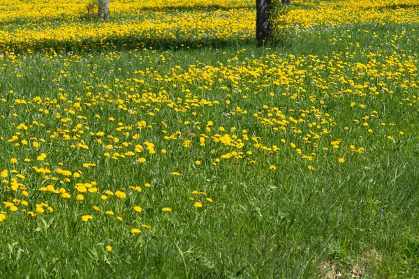 Manzana Diente León Primavera Florecimiento Prado Sur Alemania Campo Azul —  Fotos de Stock