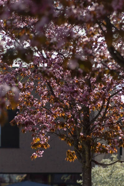 Primavera Flor Rama Árbol Las Fachadas Ciudad Ciudad Histórica Del — Foto de Stock