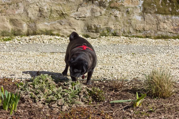 Carlino Mops Chiamato Adelheid Passeggiata Nel Parco Primavera Giornata Sole — Foto Stock