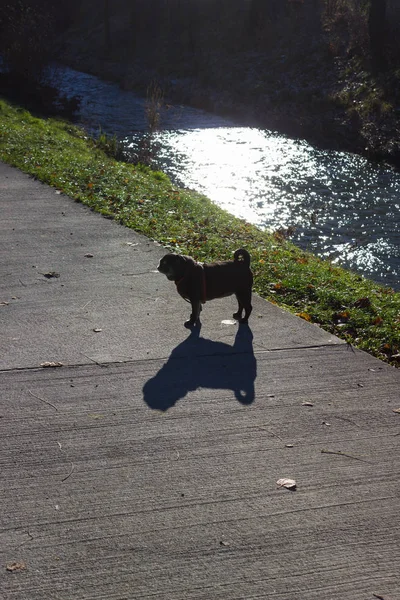 Pug Mops Chiamato Adelheid Divertirsi Passeggiando Giorno Avvento Soleggiato Dicembre — Foto Stock