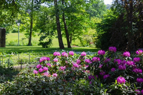 在德国南部历史城市公园的粉红色霍滕西亚春季日 — 图库照片