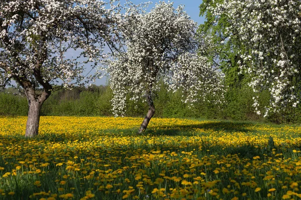 Одуванчик Яблочный Цветок Луг Весенний Солнечный Оптимистический День — стоковое фото