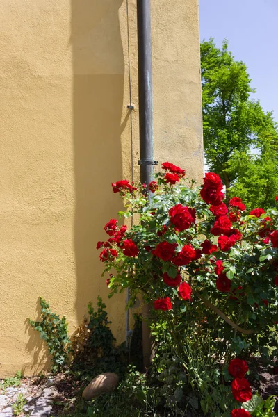 red roses on yellow wall of historical park in south germany