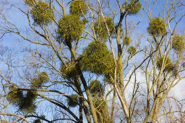 Arbre Sur Ciel Bleu Décembre Avent Journée Ensoleillée Dans Sud — Photo