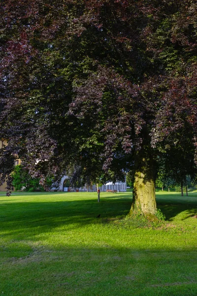 Historical City Park Trees Lawn Springtime South Germany — Stock Photo, Image