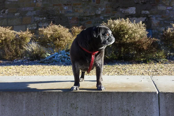 Pug Mops Chiamato Adelheid Divertirsi Passeggiando Giorno Avvento Soleggiato Dicembre — Foto Stock