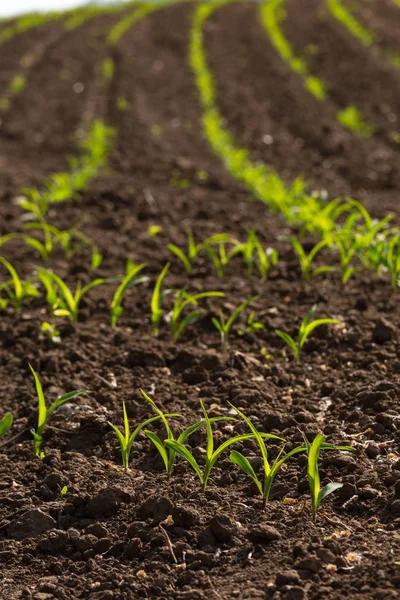 Planta Maíz Joven Campo Primavera Puede Mañana Soleada Sur Alemania —  Fotos de Stock