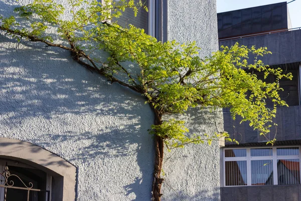 Fachadas Ciudad Bulevar Histórico Primavera Sol Día Sur Alemania — Foto de Stock