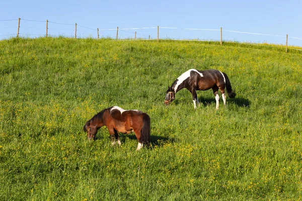 Caballo Marrón Prado Primaveral Con Cielo Azul Sol Mañana Sur —  Fotos de Stock