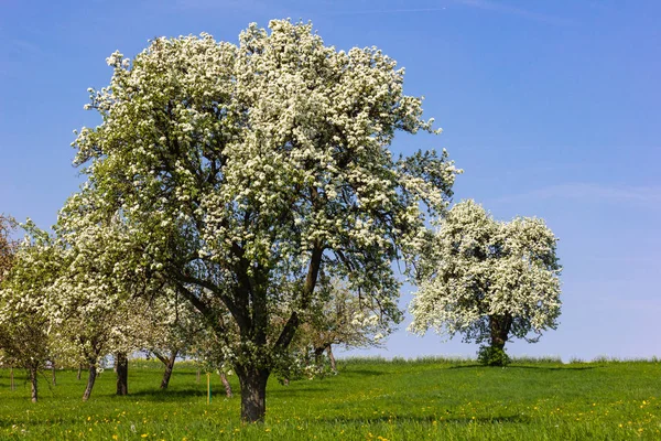 Jabłoni Kwiatu Horizon Niebieski Niebo Słoneczny Wiosenny Apple Blossom Zielony — Zdjęcie stockowe