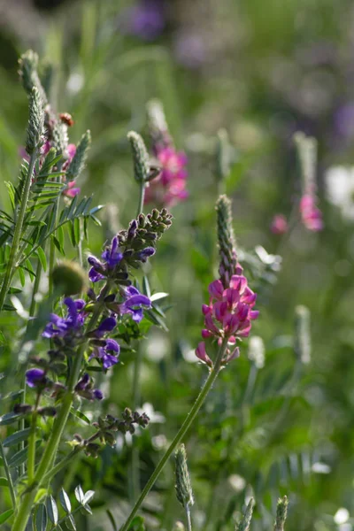 Sprimgtime 草原植物および南ドイツの田舎で種 — ストック写真