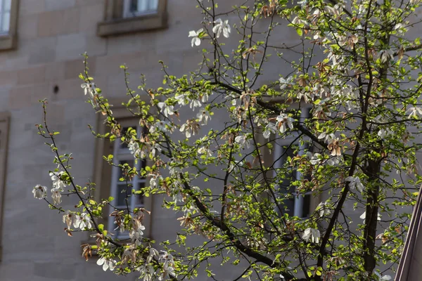 Primavera Flor Rama Árbol Las Fachadas Ciudad Ciudad Histórica Del — Foto de Stock