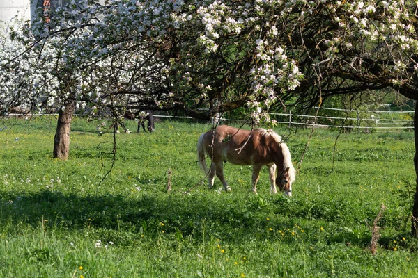 Άλογο Haflinger Άνοιξη Μήλο Δέντρο Λουλούδι Πράσινο Πεδίο — Φωτογραφία Αρχείου