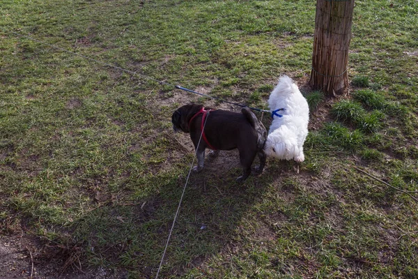 Schöne Einzigartige Hunde Beim Spaziergang Stadtpark Der Historischen Stadt Süddeutschland — Stockfoto