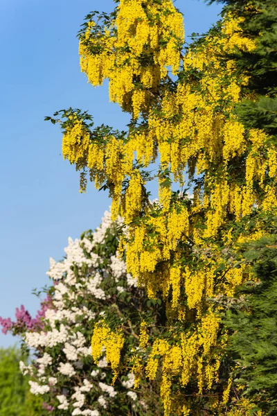 Frühlingsblüher Mit Leuchtenden Farben Süddeutschland Einem Radweg Ländlichen Raum — Stockfoto