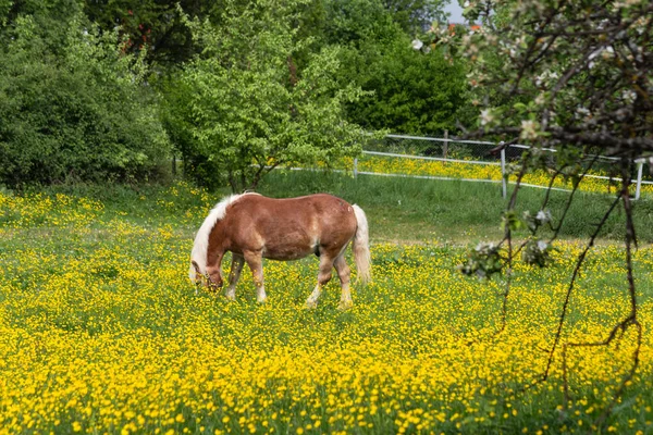 Cavalo Haflinger Prado Flor Buttercup Sul Alemanha Primavera — Fotografia de Stock