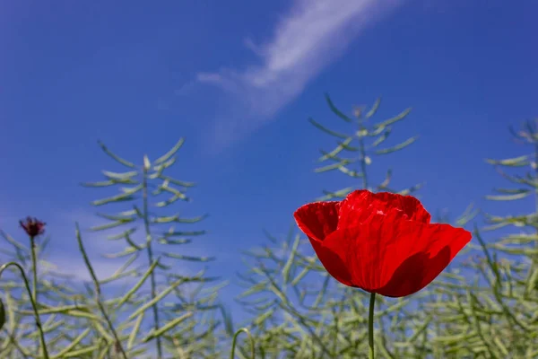 Papoila Milho Campo Trigo Sob Céu Azul Profundo Primavera Sul — Fotografia de Stock