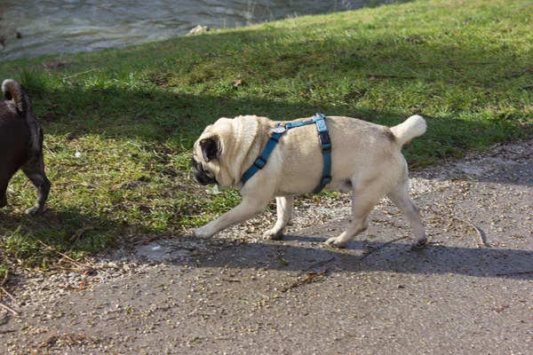 Fregonas Pug Llamado Adelheid Otro Pug Llamado Willie Parque Ciudad — Foto de Stock