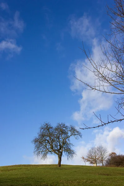 Baum Blauen Himmel Dezember Advent Sonniger Tag Süddeutschland Ländlicher Raum — Stockfoto