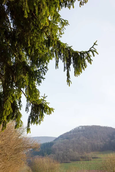 Bäume Natur Und Äste Wintermonat Januar Einem Sonnentag Süddeutschland — Stockfoto