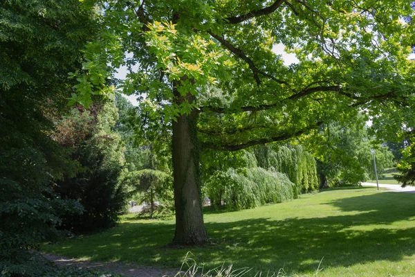 Grüne Frühlingsbäume Stadtpark Süddeutschlands Historische Landschaft — Stockfoto