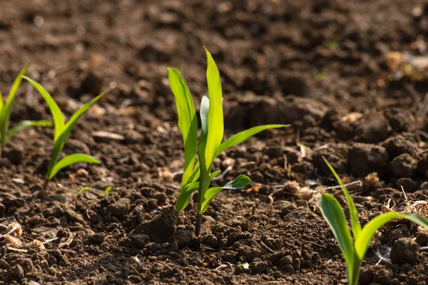 Jeune Plant Maïs Champ Printemps Peut Matin Ensoleillé Dans Sud — Photo