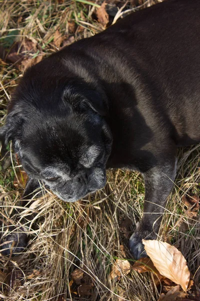 Mops Mopy Pojmenované Adelheid Dělá Zimní Slunce Relaxační Hřišti Jižním — Stock fotografie