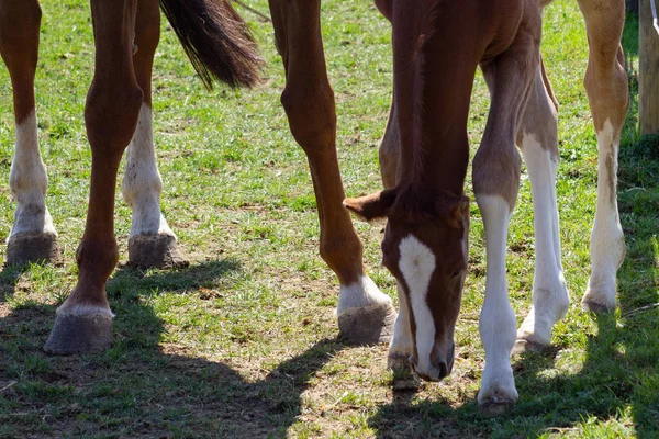 Cavalo Mãe Com Potro Leste Springbreak Férias Sul Alemanha Ensolarado — Fotografia de Stock