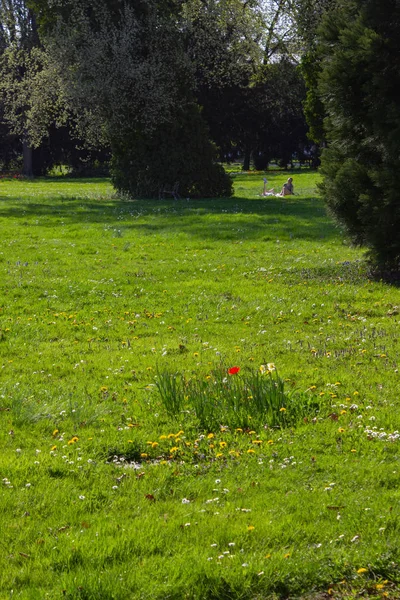 Parco Alberi Rami Con Fogliame Primavera Giornata Sole Nel Sud — Foto Stock