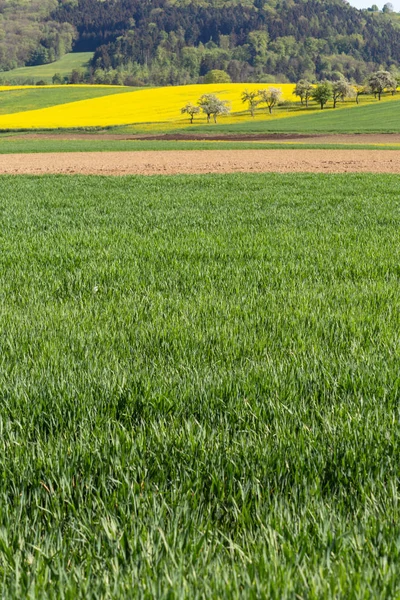 Rape Fields Acricultural Acre Landscape South Germany Springtime Sunny Day — ストック写真