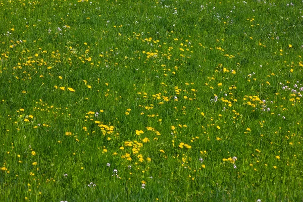 蒲公英草甸盛开在德国南部春季阳光明媚的一天 — 图库照片