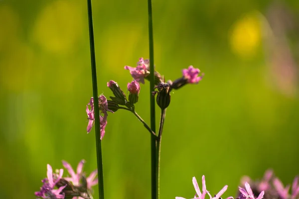 Lilas Fleurs Floraison Prairie Printemps Lever Soleil Matin Humeur Allemagne — Photo