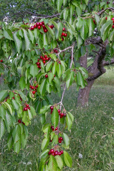 Frutos Vermelhos Cereja Ramo Árvore Sul Alemanha Pomar Campo Rural — Fotografia de Stock