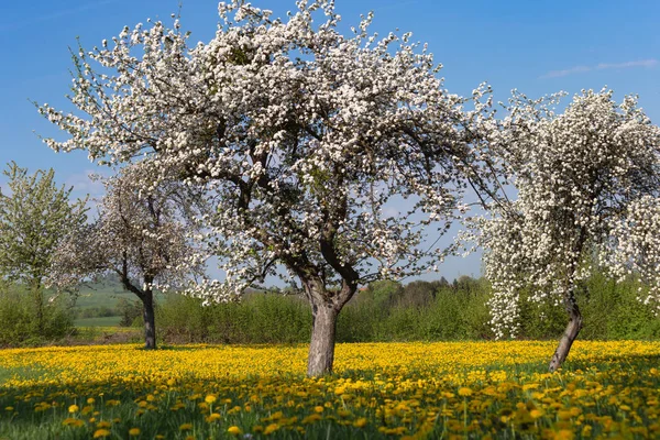 Mniszek Apple Blossom Łąka Słoneczny Dzień Optymistyczny Wiosenny — Zdjęcie stockowe