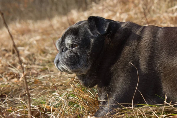 adlandırılmış adelheid Ocak ayında kış güneşi rahatlatıcı Güney Almanya park alan yapıyor Pug mops