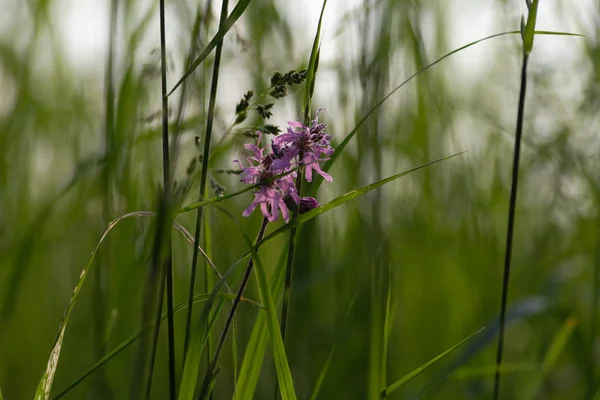 ライラック花 南ドイツの春の日の出朝の気分で草原の花 — ストック写真