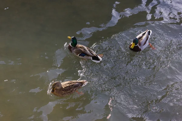 Patos Lutando Por Comida Rio Ensolarado Dia Advento Dezembro Alemanha — Fotografia de Stock