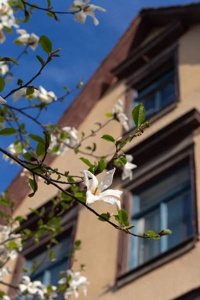 springtime blossom branch of tree on city facades in historical city of south germany happy holiday relaxing enjoy warm sunshine