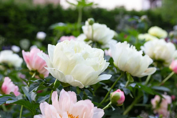 Flowers Colorful Springtime City Park South Germany Historical City Schwaebisch — Stock Photo, Image