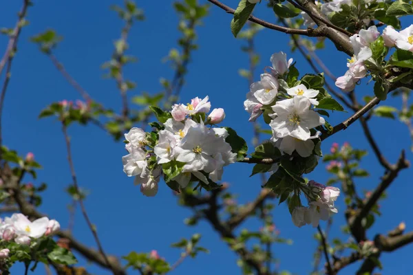 Яблоневая Листва Цветет Красивом Голубом Небе Солнечная Весна Апрель Праздник — стоковое фото