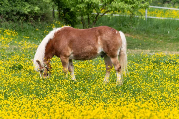 Haflinger 马在德国南部春季的金凤花草甸 — 图库照片