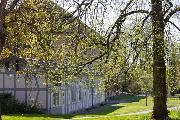 Парк Дерева Гілки Листям Sprintime Сонячний День Південній Німеччині Щасливі — стокове фото
