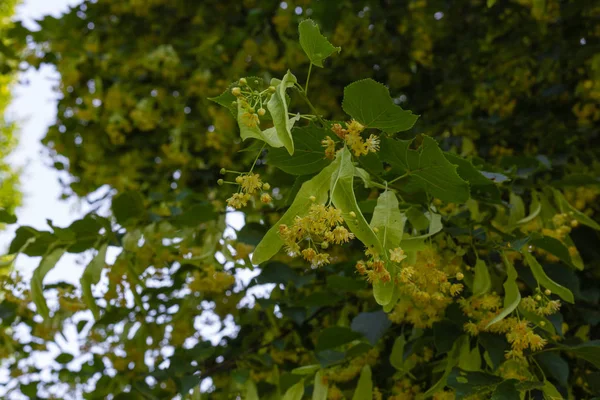 Linden Tree Blossom Historical Park Blue Sky Sunny Day — Stock Photo, Image