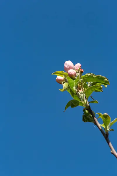 Південній Німеччині Сільській Місцевості Appletree Цвітуть Листя Красиві Синє Небо — стокове фото