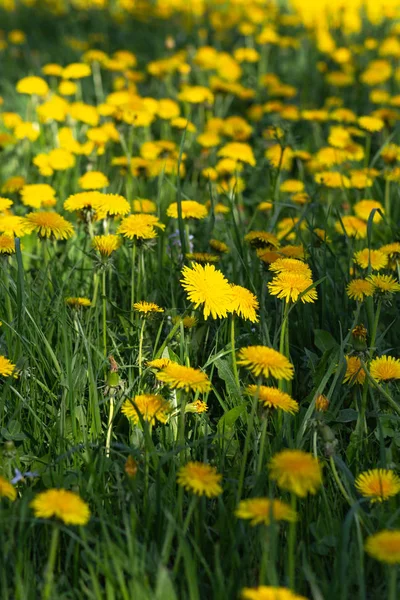 Prado Diente León Día Optimista Soleado Primavera — Foto de Stock