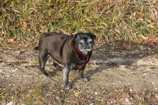 Pug Mops Chiamato Adelheid Facendo Esercizio Del Sole Invernale Nel — Foto Stock