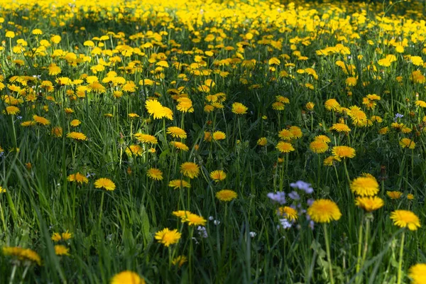 蒲公英草甸在春天阳光明媚的日子 — 图库照片