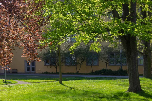 Парк Дерева Гілки Листям Sprintime Сонячний День Південній Німеччині Щасливі — стокове фото