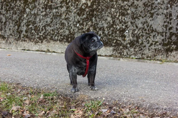 Pug Esfregonas Chamado Adelheid Ter Uma Caminhada Livre Inverno Fevereiro — Fotografia de Stock