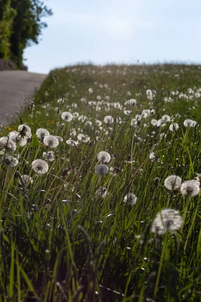 Semena Pampelišky Jarní Louce Jižní Německo Venkovské Krajině — Stock fotografie